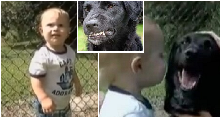 Un eroe a quattro zampe salva bimbo da babysitter.