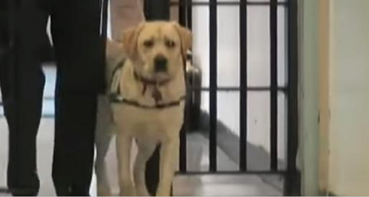 Soldato porta cane in prigione