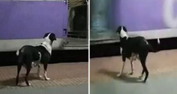 La cagnolina che ogni sera aspetta lo stesso treno