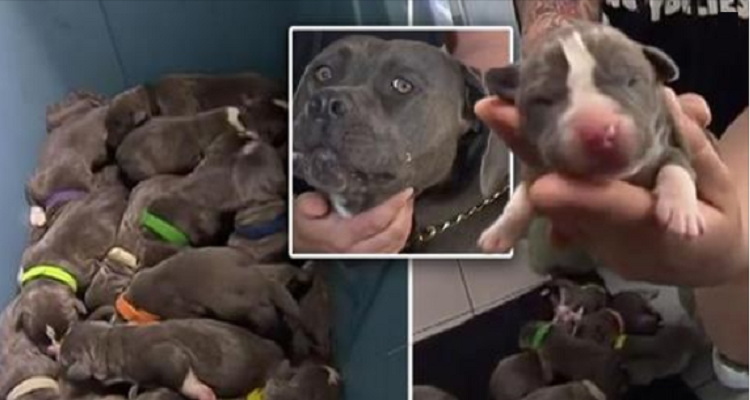 Cane dà alla luce 18 cuccioli in Australia