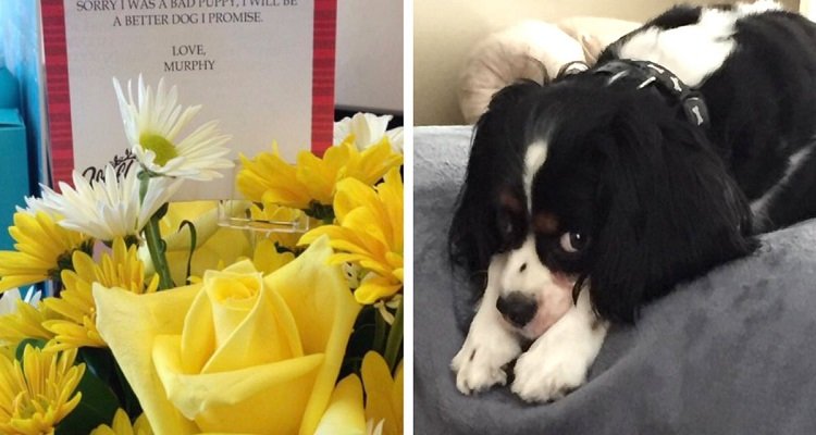La donna riceve i fiori al lavoro poi si rende conto che sono dal suo cane