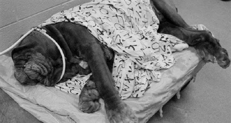 Cane rischia la soppressione perché il suo aspetto è considerato spaventoso