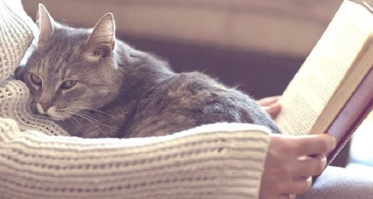 Ecco perché i gatti impastano con le loro zampe