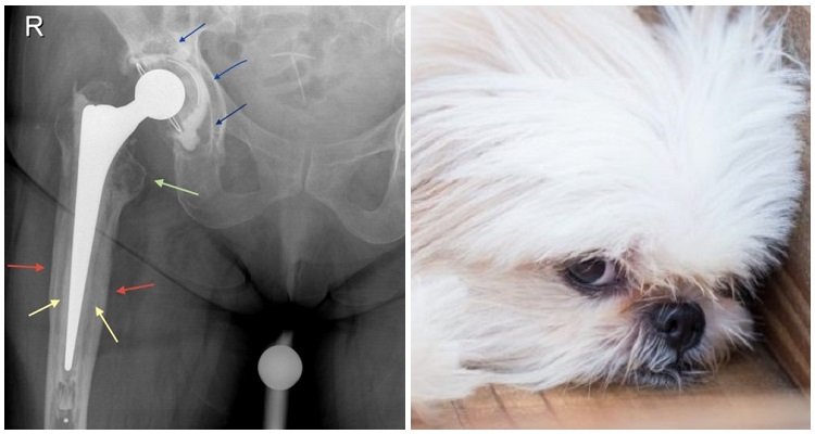Una donna ha dovuto farsi sostituire l’anca perché un cane le ha graffiato la mano
