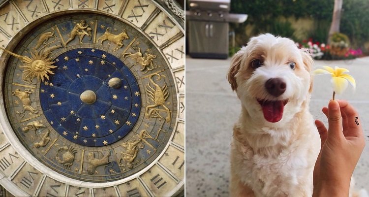 Il carattere dei cani dipende dal loro giorno di nascita
