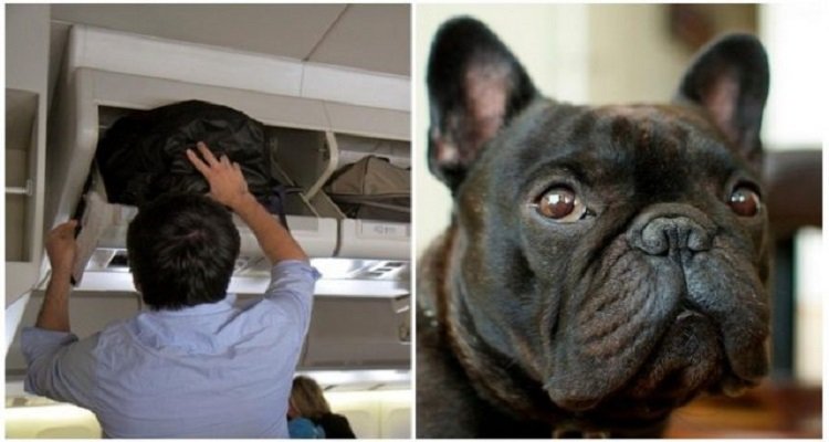 Cucciolo muore a metà volo dopo aver viaggiato nella cappelliera