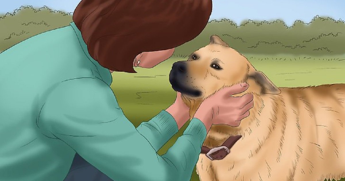 Cose che danneggiano il tuo cane: il rimprovero