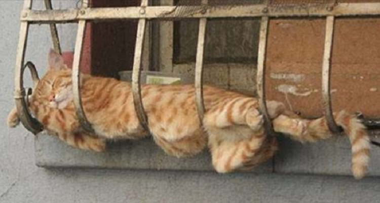 37 fotografie di gatti che dormono in modo strano
