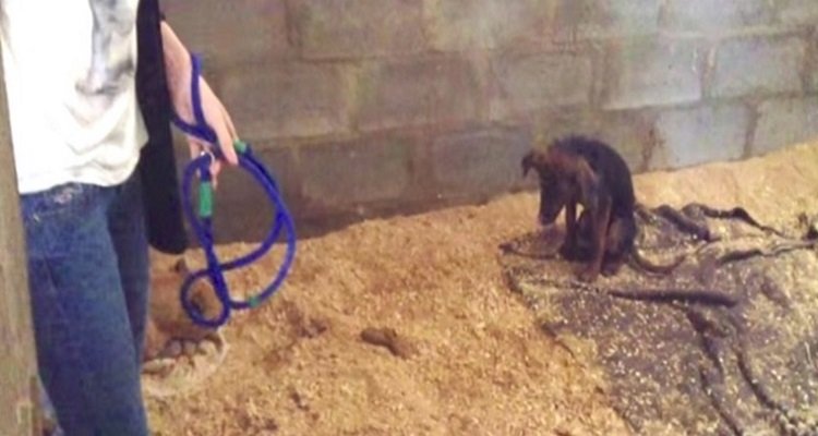 Simba doveva essere soppresso invece una volontaria decide di salvarlo