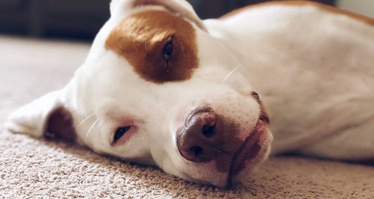 Petey non c’è più ma la sua mamma vuole raccontare questa tragedia per salvare altri animali