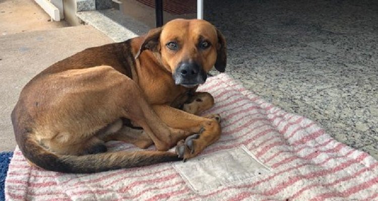 La fedeltà di un cane è eterna