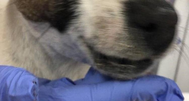 La cagnolina che non abbaiava