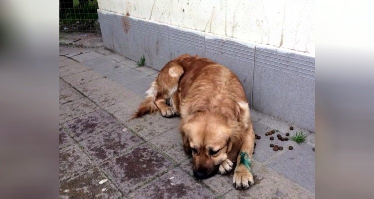 A Sochi è in corso una strage di randagi e nessuno ne parla