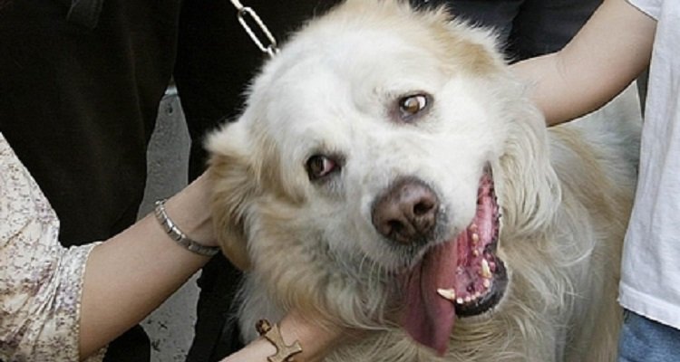 Un cane viene sequestrato dopo le denunce di un vicino