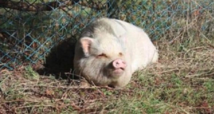 Adotta un maialino in un rifugio ma poco dopo lo macella