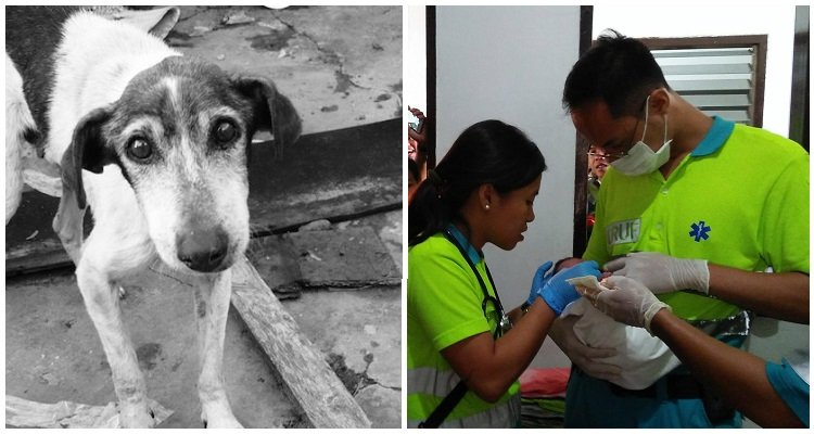 Cane eroe salva un bambino gettato nella spazzatura