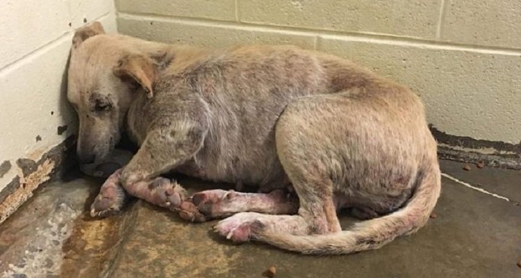 Un cane viene salvato ma, per la paura, non riesce nemmeno ad alzare la testa