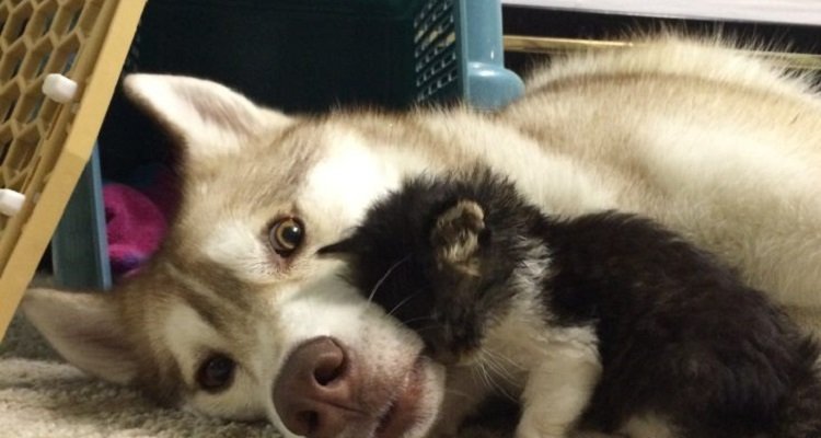 Il gattino e il suo amico cane