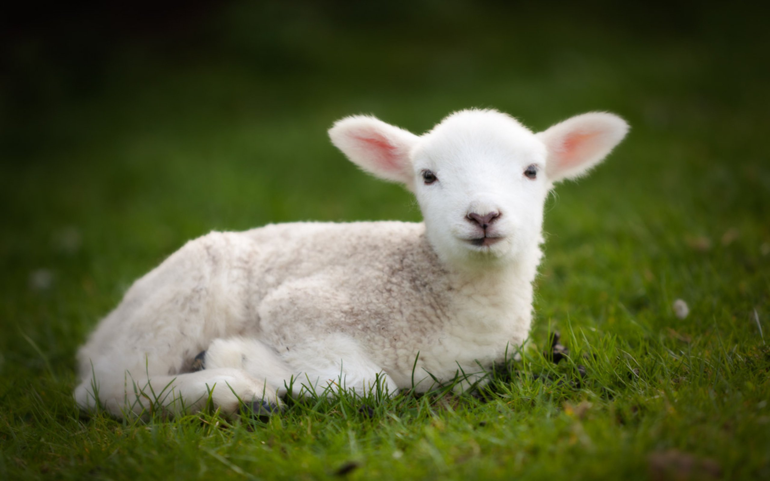 Pasqua 2018, Enpa chiede di non mangiare carne di agnello