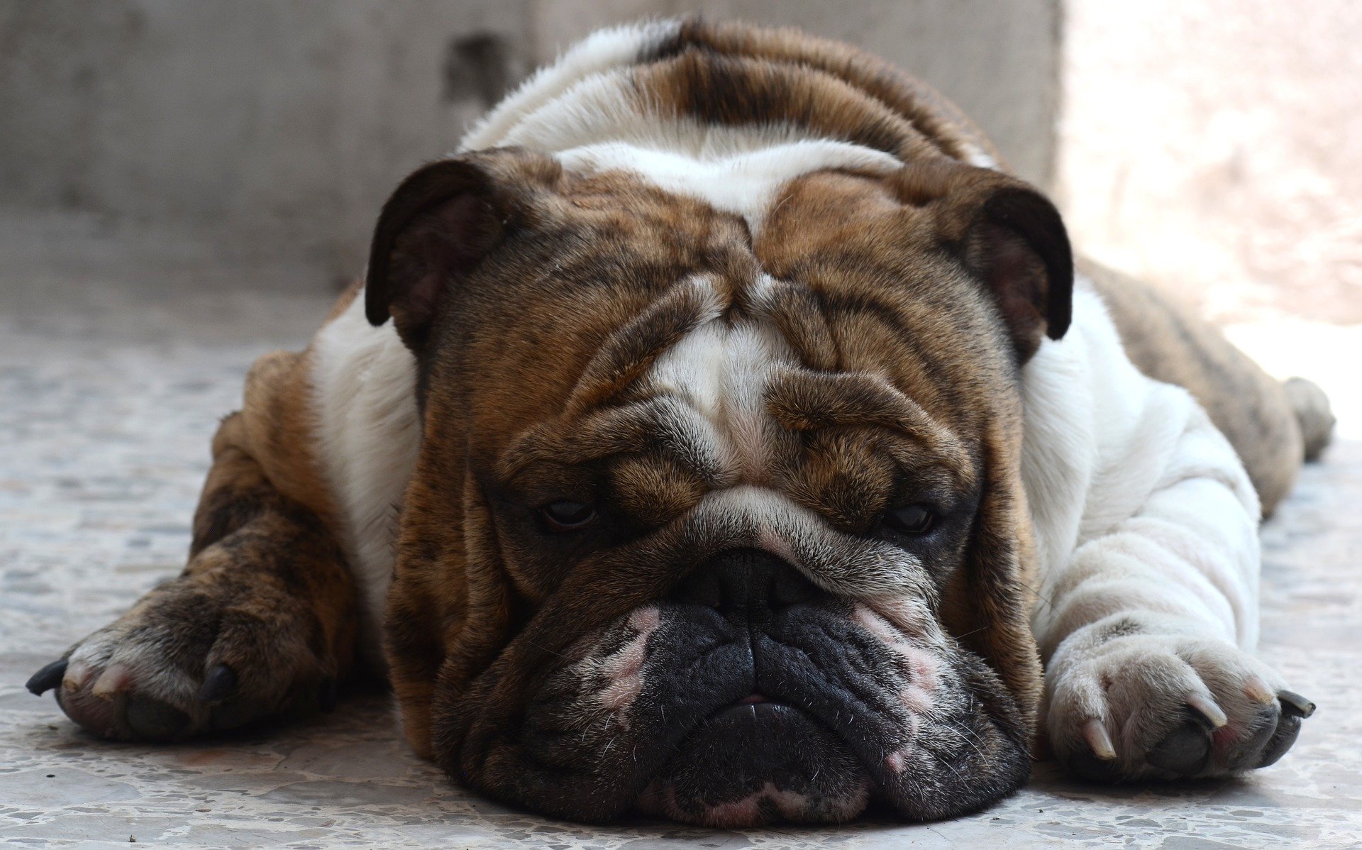 Bulldog inglesi, 8 curiosità per amarli