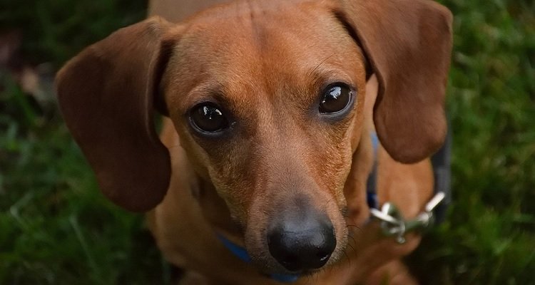 I cani fanno bene alla salute e ci allungano la vita
