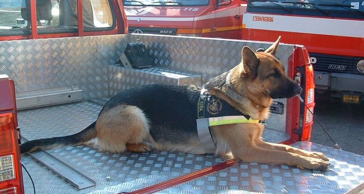 Pompieri in lutto, è morta Kira eroina da soccorso