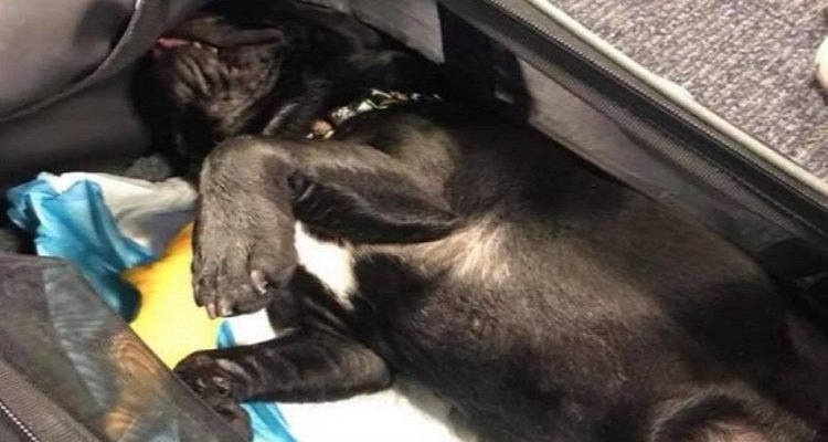 Cucciolo chiuso nello scompartimento del bagaglio a mano