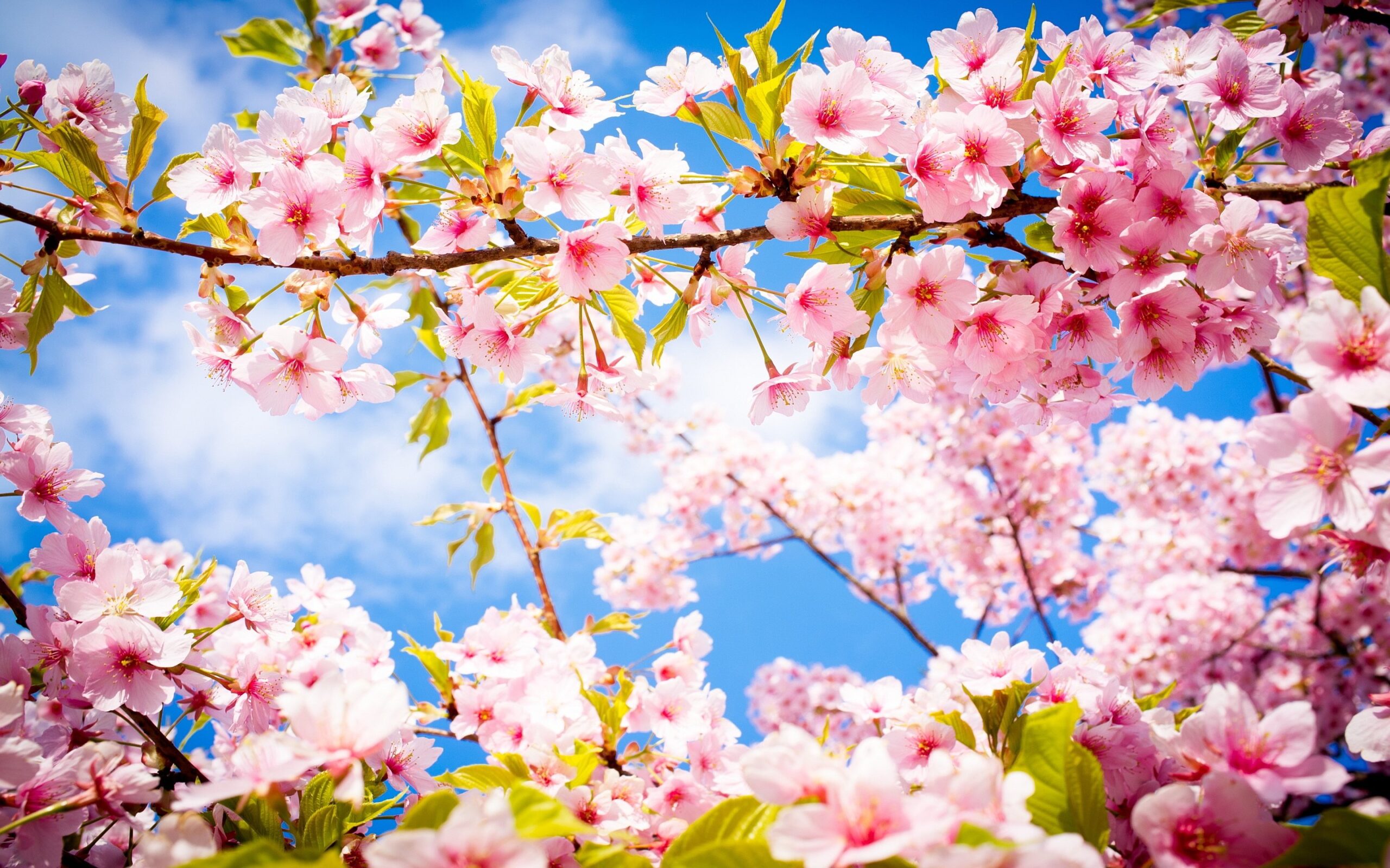 Oggi è il primo giorno di primavera… in anticipo!