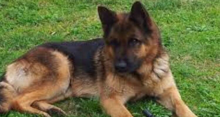 Il cane da fastidio