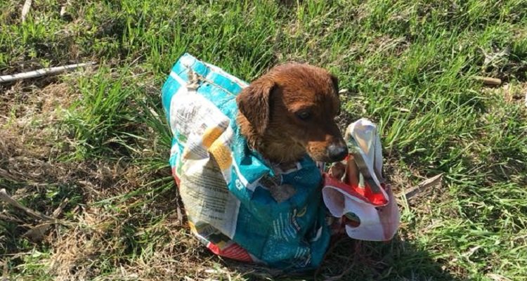Bubba intrappolato in una borsa