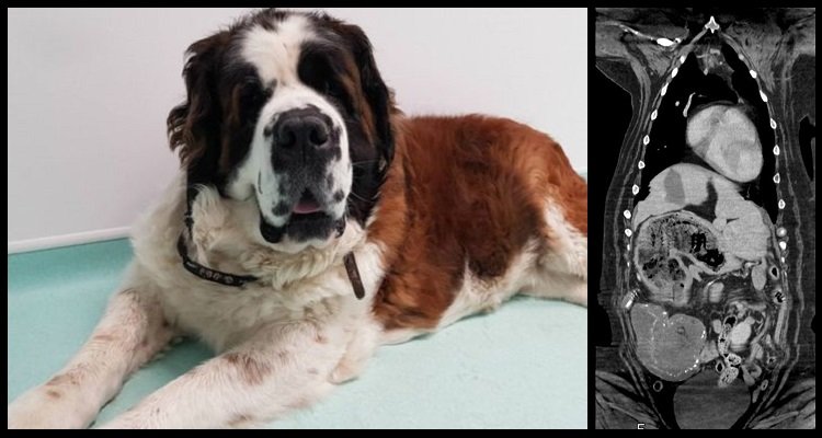 Il “cancro” di Maisy era, in realtà, un orsacchiotto