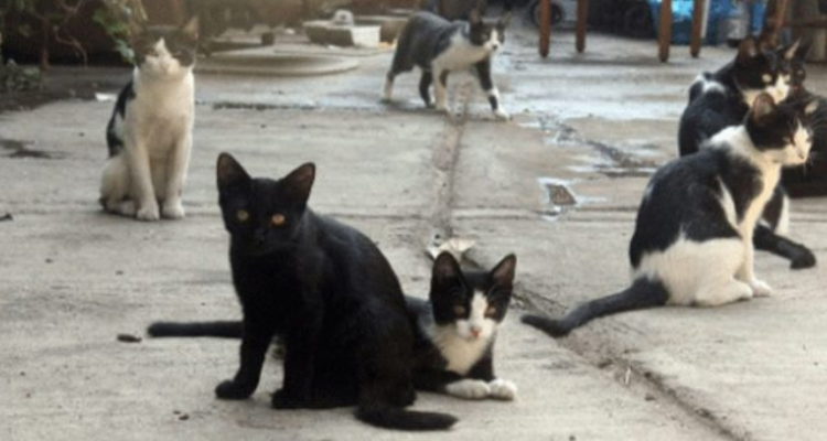 Circa quaranta gatti vegliavano il suo corpo privo di vita