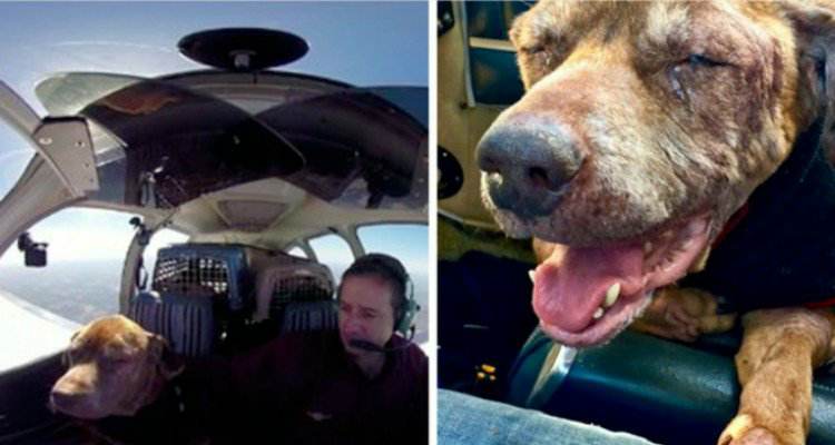 La storia della cagnolina anziana e del suo viaggio in aereo