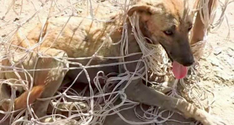 Cucciolo rimasto intrappolato nella rete della porta da calcio