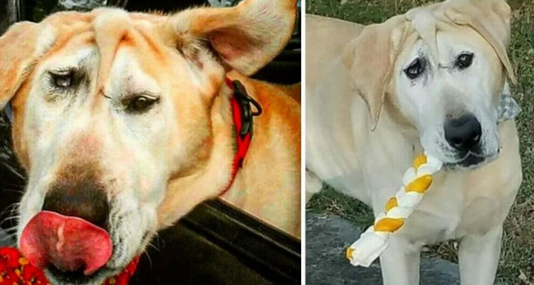 Nessuno lo voleva a causa del suo aspetto, ma alle fine Lucky si prende la sua rivincita!