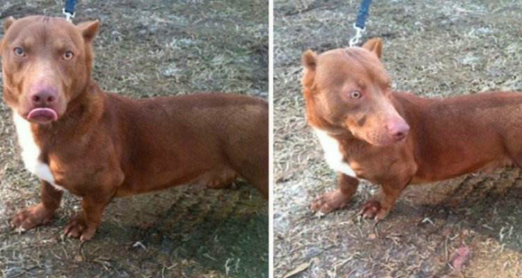 Il risultato tra un pit bull ed un bassotto