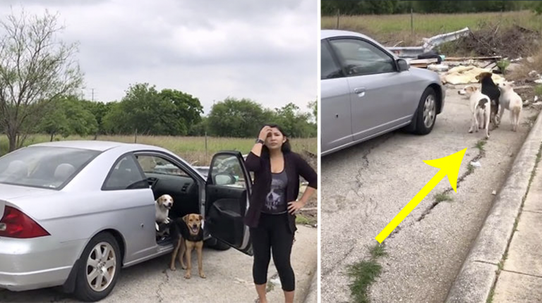 Viene sorpresa ad abbandonare i suoi quattro cani. Quello che la donna fa in seguito è a dir poco…