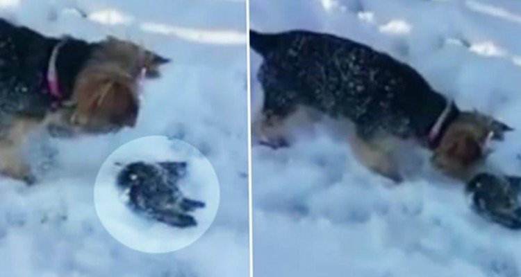 Cane trova un animale in pericolo di vita nella neve