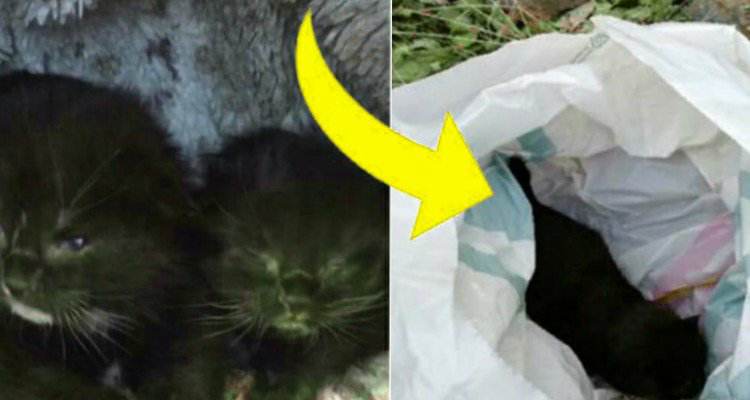 La busta sul ciglio della strada e dentro c’erano dei gattini con pochi giorni di vita