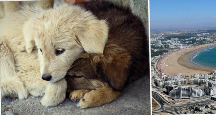 La strage dei cani in Marocco