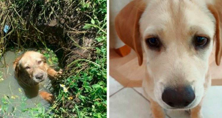 Il cane puddle stava per morire annegato, ma il suo salvatore fa qualcosa di bellissimo