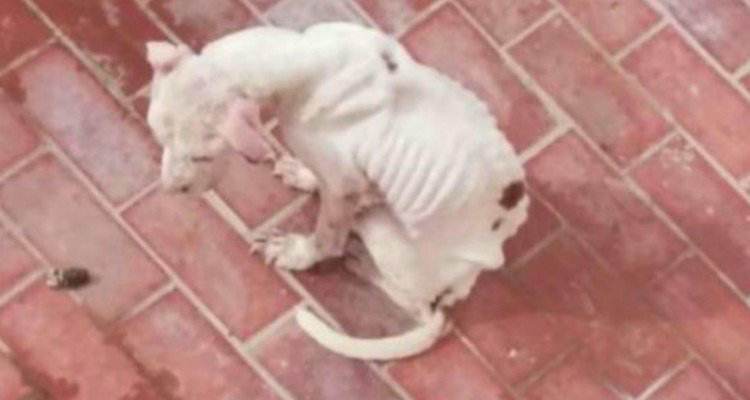 Luna è stata lasciata a vivere nel balcone senza cure, visto che era malata