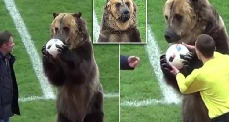 L’orso è stato costretto ad esibirsi prima di una partita di calcio