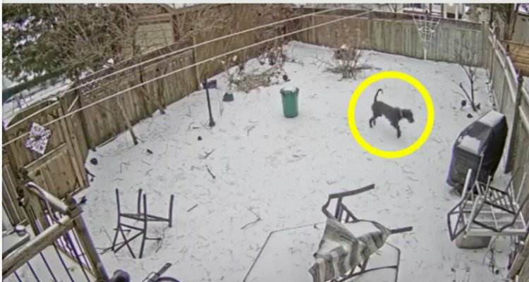 Il video di quello che ha dovuto vivere il cane nel giardino