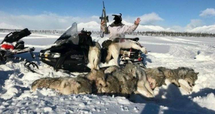 Uomo fa una strage di lupi, ma nel suo paese è legale