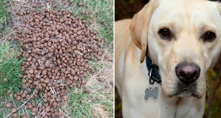 Il cane di Robert stava per andare a mangiare quelle crocchette con le spille da balia