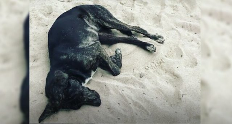 Trova un cane abbandonato sulla spiaggia e gli offre del cibo. Ma invece di mangiarlo…