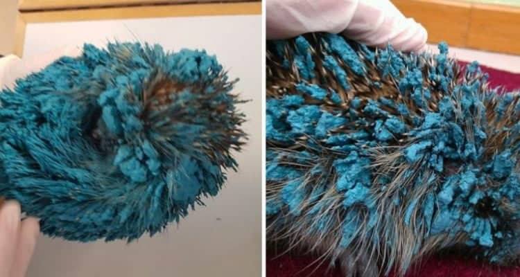 Sonic il riccio con la vernice blu ovunque