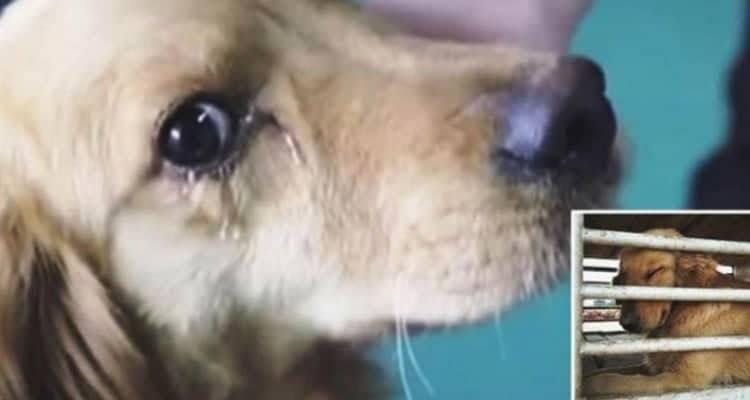 Il cane piange dopo essere stato salvato perché…