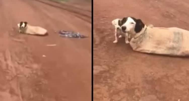 La cagnolina abbandonato in un sacco con i suoi cuccioli